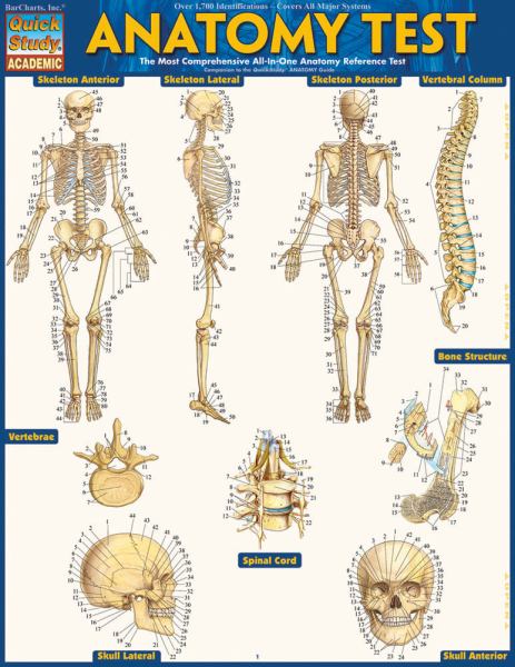 Anatomy Test - Barcharts