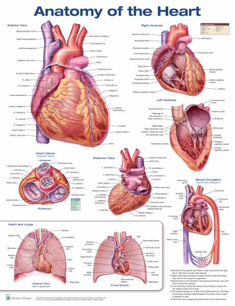 Anatomy Of The Heart - Ana