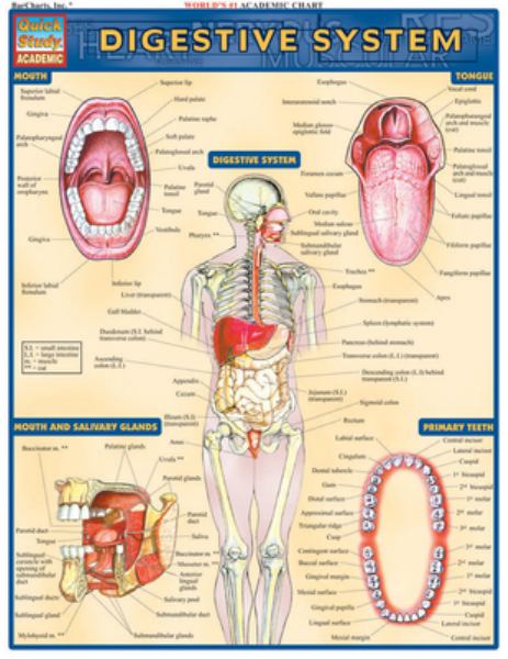 Digestive System - Barcharts